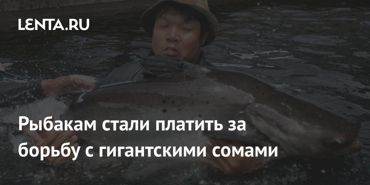 Зачем итальянским рыбакам платят за гигантских сомов в озере Гарда