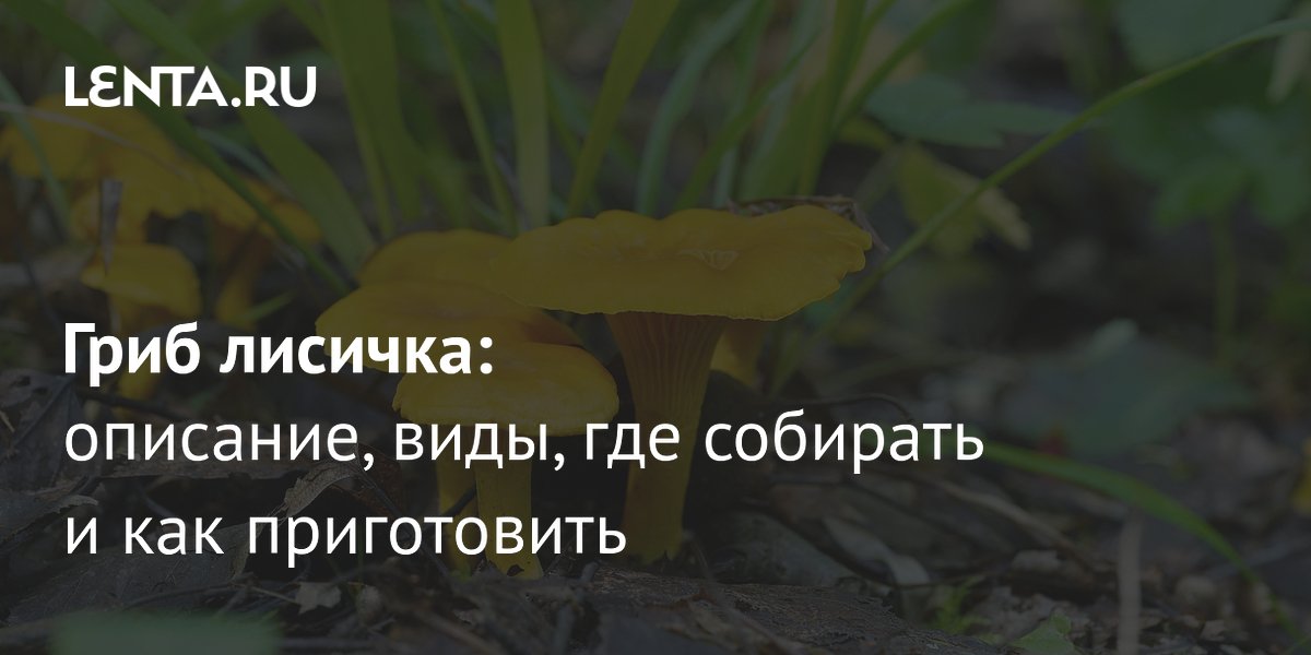Лисички: описание, места сбора и рецепты приготовления