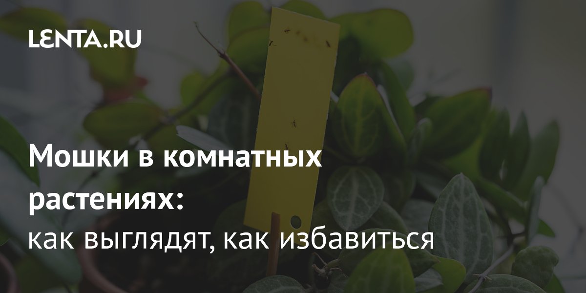 Мошки в комнатных растениях: как распознать и уничтожить вредителей