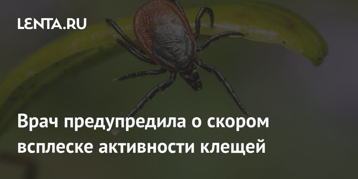 Врач предупредила о новом всплеске активности клещей в конце августа