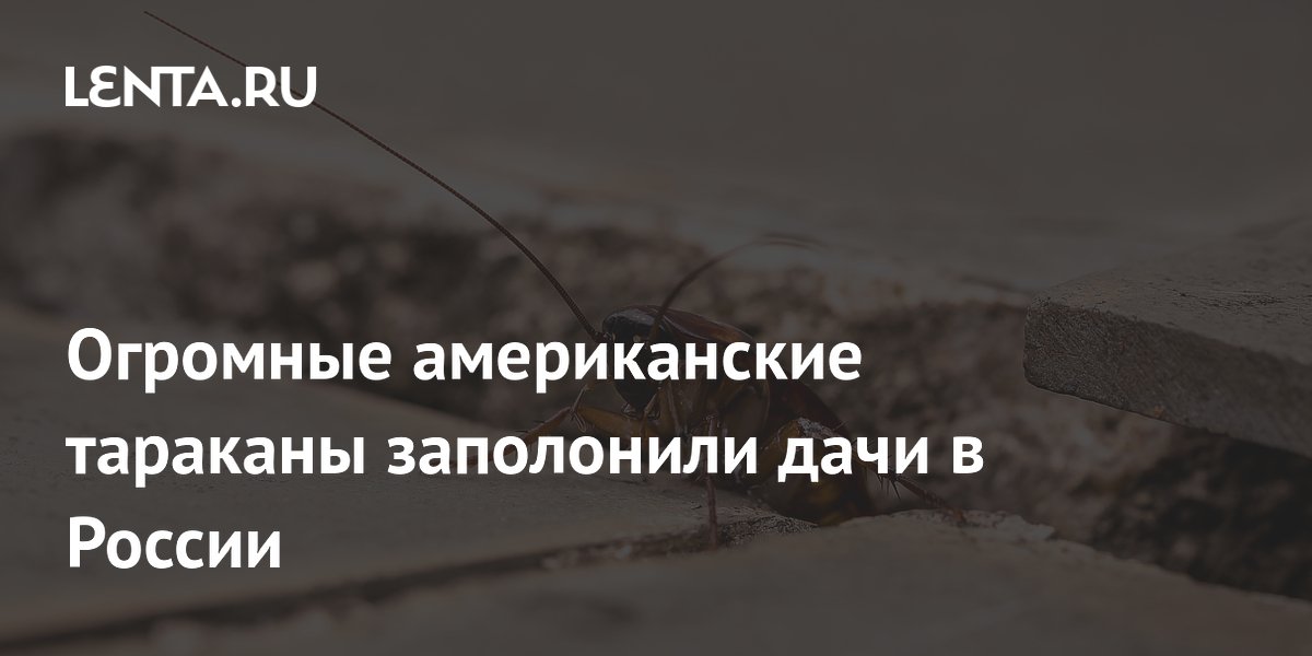 Американские тараканы-гиганты заполонили дачи в России