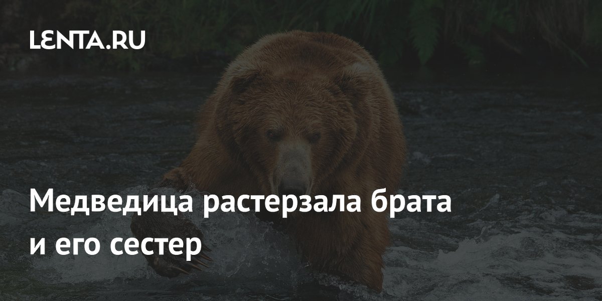В Индии медведица растерзала троих взрослых, спасавших детей
