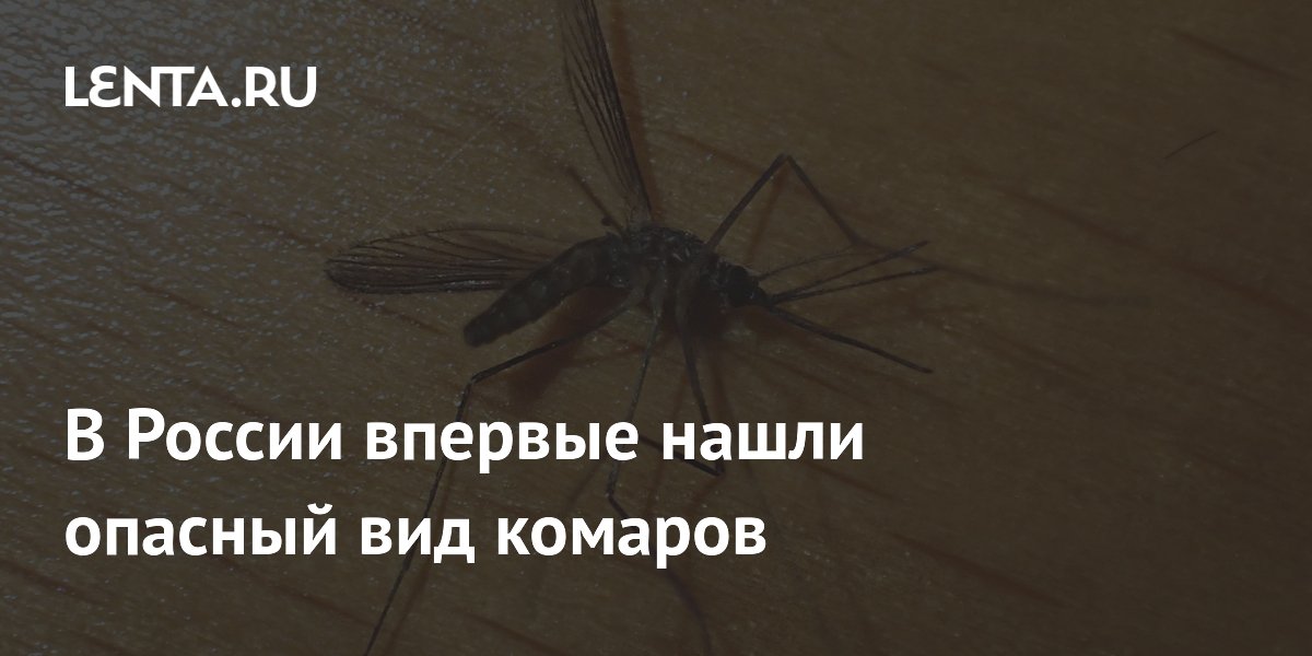 В России впервые обнаружен комар-переносчик тропической малярии
