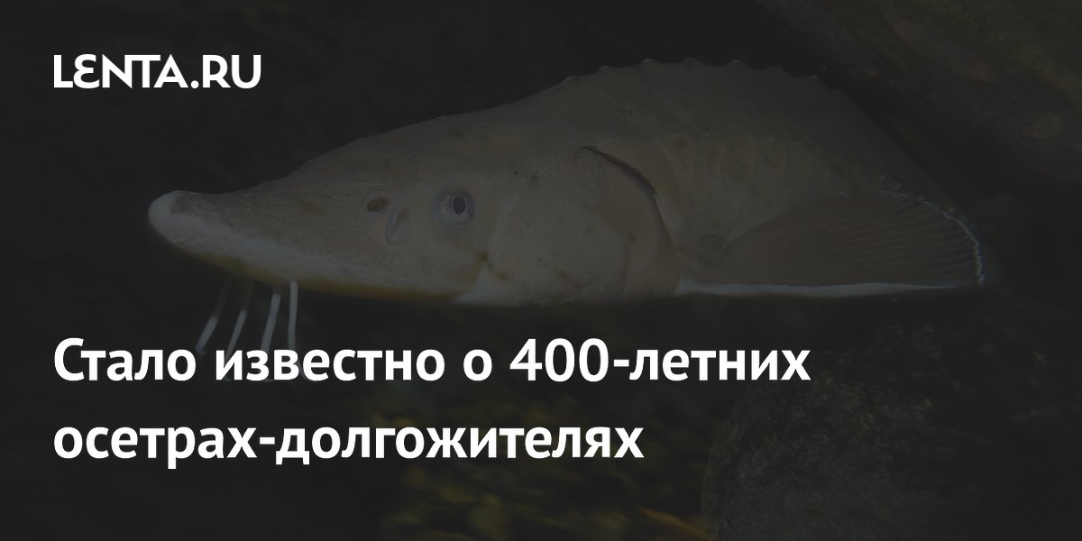 Осетры в Великих озерах оказались долгожителями: самки живут до 427 лет