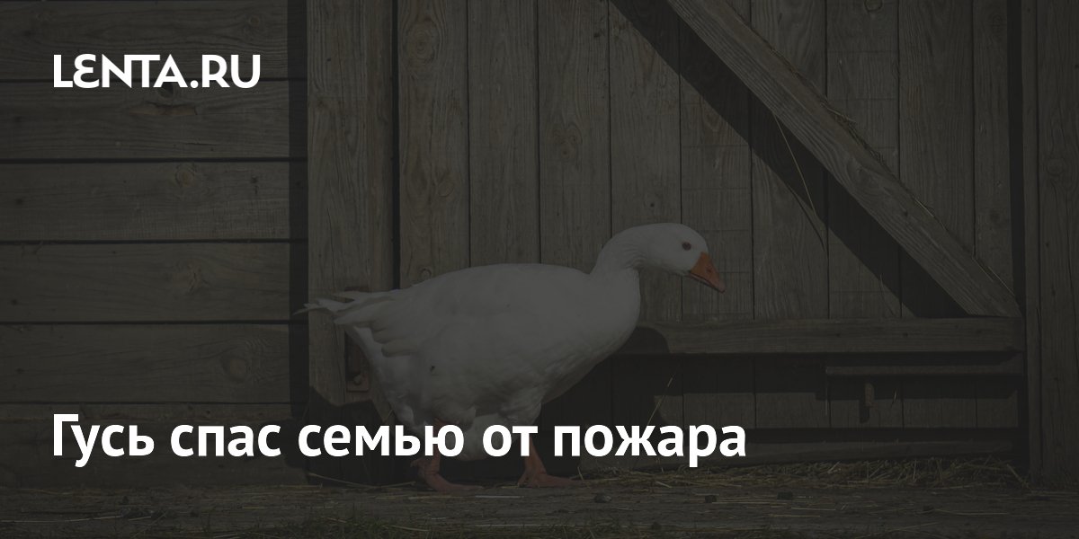 Гусь Гуси предотвратил пожар и спас семью в Техасе