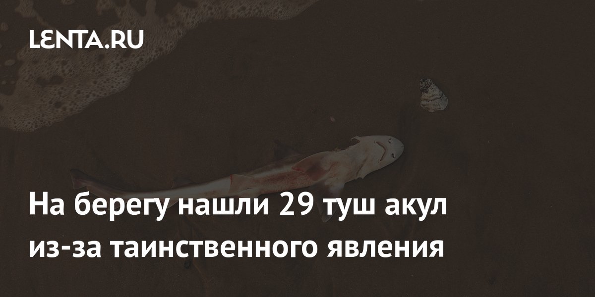 На пляже в США нашли 29 мертвых молодых акул: учёные назвали причины