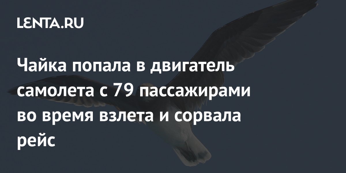 Чайка попала в двигатель самолета с 79 пассажирами в Усть-Каменогорске и сорвала рейс