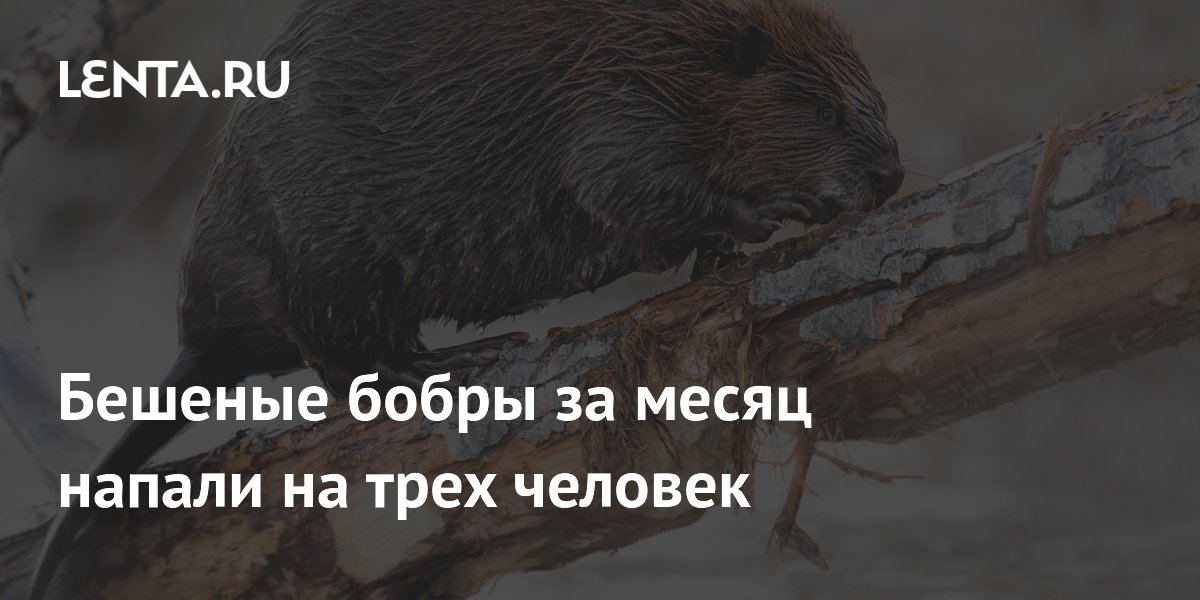 Бешеные бобры атаковали людей в США: три случая за месяц