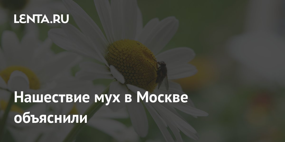Биолог объяснил нашествие мух в Москве отсутствием сильных морозов