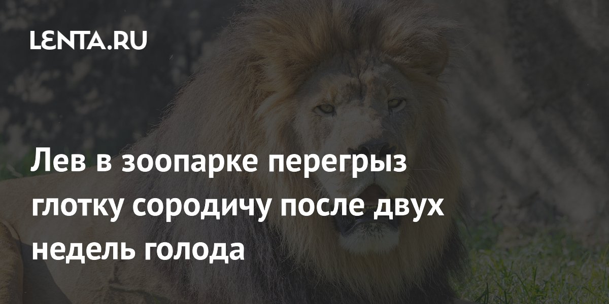 Лев в зоопарке Кубы убил сородича: зоозащитники заявили о голоде