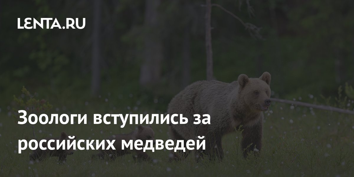 Российские зоологи выступили против отстрела медведей
