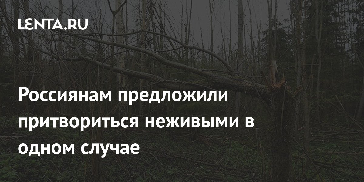 Эксперт объяснил, в каком случае при встрече с медведем нужно притвориться мертвым