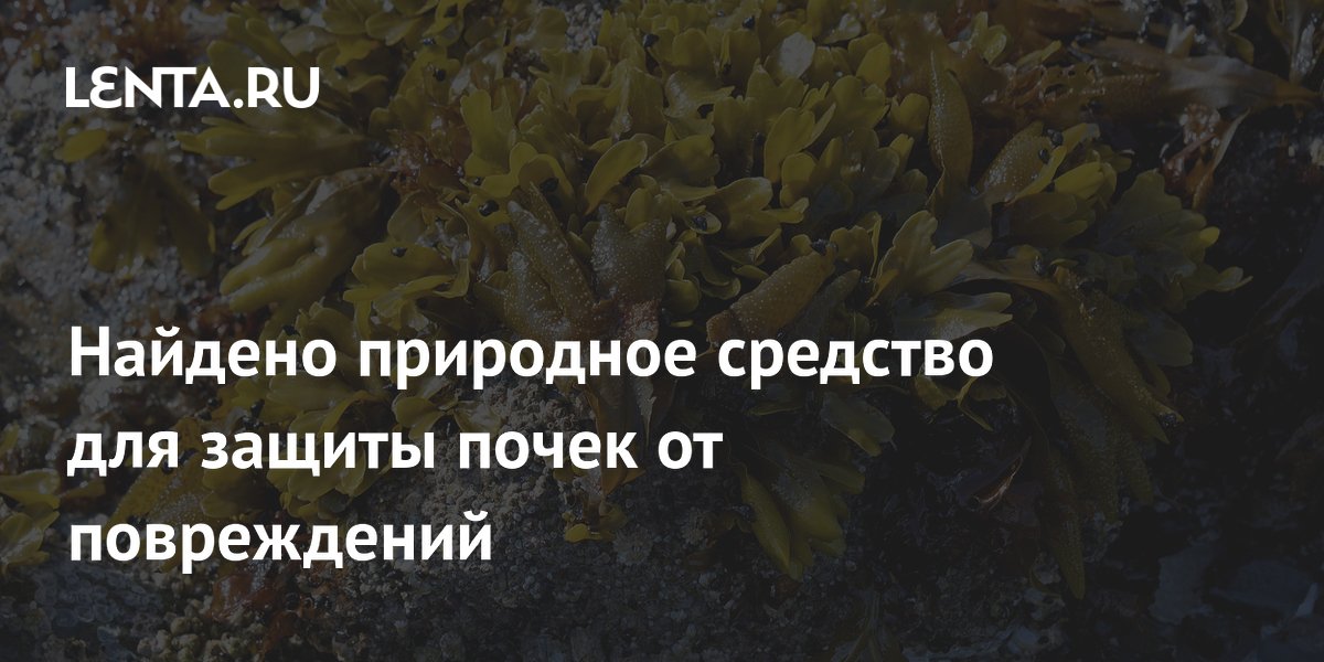 Морские водоросли защищают почки при ожирении: открытие китайских ученых Морские водоросли защищают почки при ожирении: открытие китайских ученых