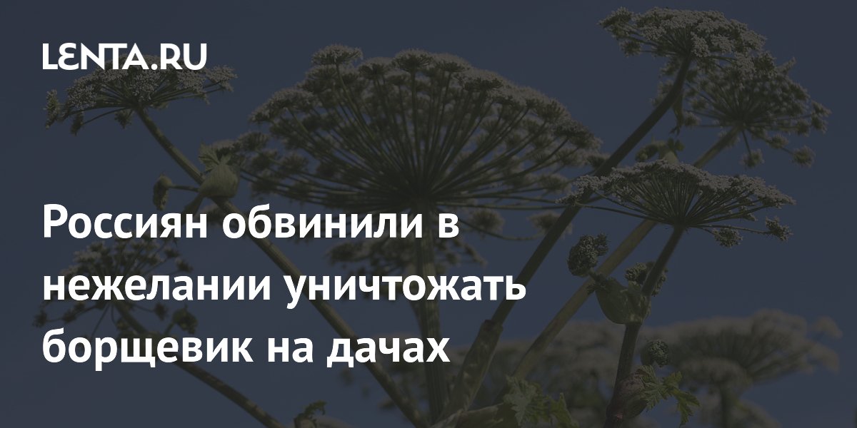 Россельхознадзор: россияне не принимают комплексных мер против борщевика