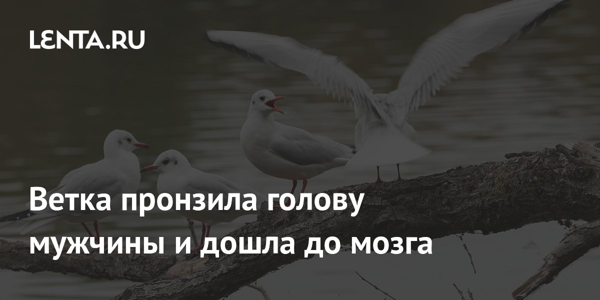 Ветка пробила череп жителя США и дошла до мозга: мужчина выжил Ветка пробила череп жителя США и дошла до мозга: мужчина выжил