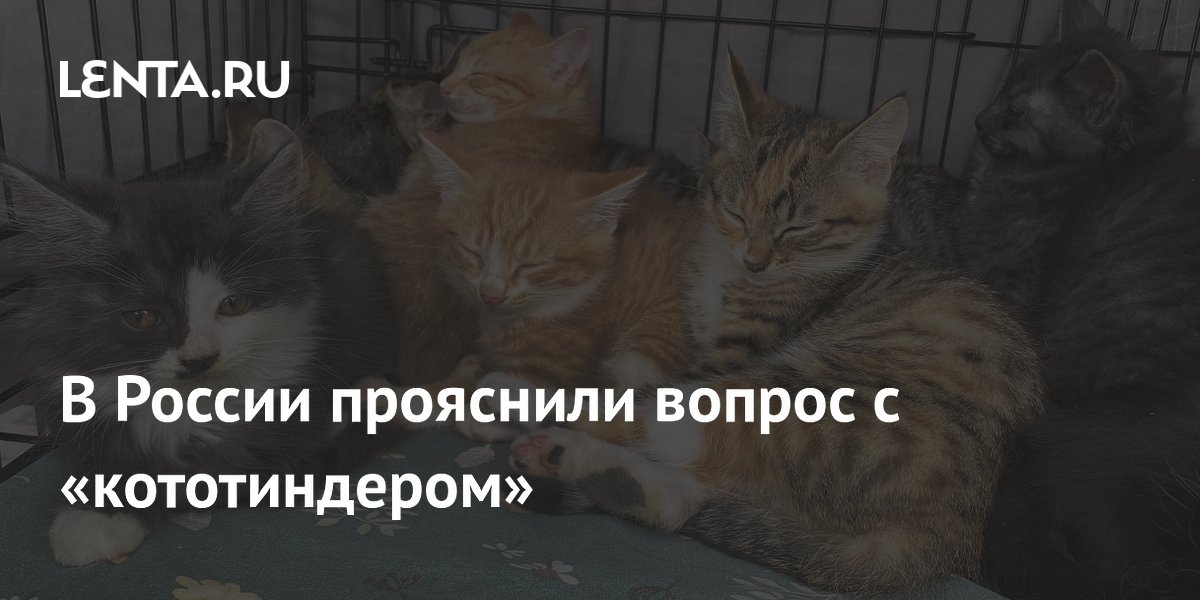 Кототиндер оказался мифом: как алтайский приют нашёл дом для 480 кошек