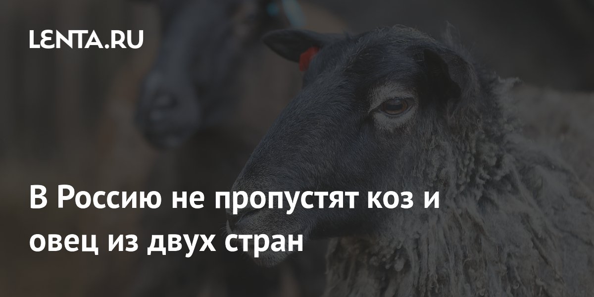 Россия временно запретила ввоз овец и коз из Сербии и Северной Македонии Россия временно запретила ввоз овец и коз из Сербии и Северной Македонии
