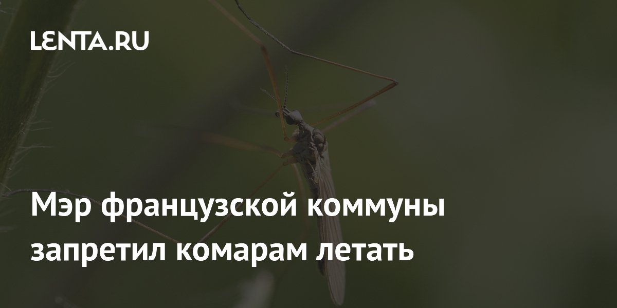 Во Франции мэр официально запретил комарам летать Во Франции мэр официально запретил комарам летать
