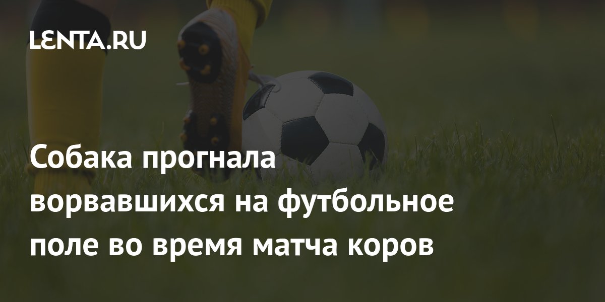 Собака выгнала коров с футбольного поля во время матча в Мексике Собака выгнала коров с футбольного поля во время матча в Мексике