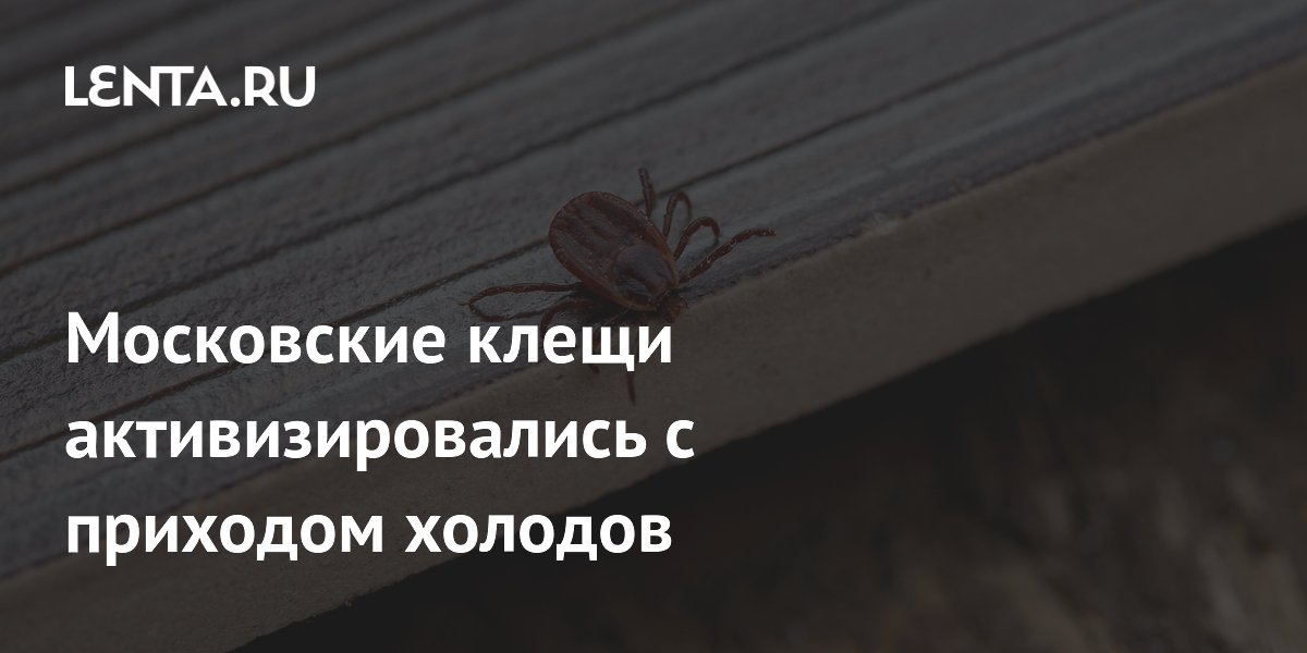 Москвичей предупредили о второй волне активности клещей из-за похолодания Москвичей предупредили о второй волне активности клещей из-за похолодания