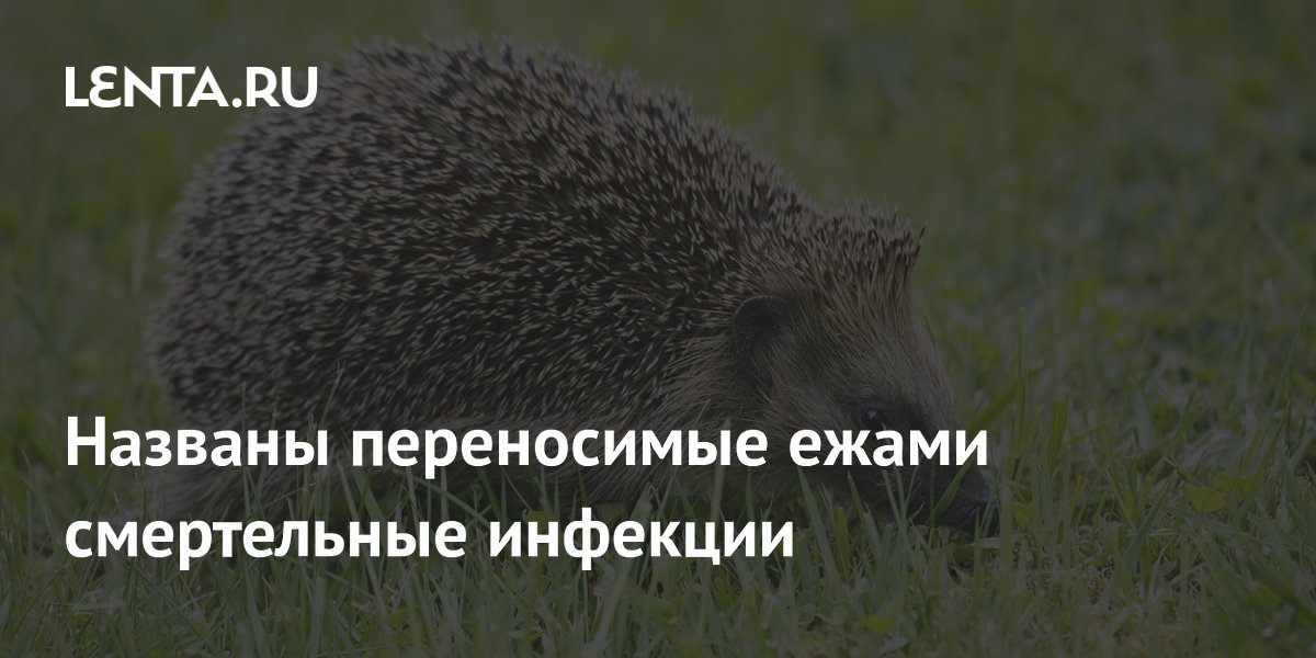 Врач перечислила смертельные инфекции, которые переносят ежи Врач перечислила смертельные инфекции, которые переносят ежи