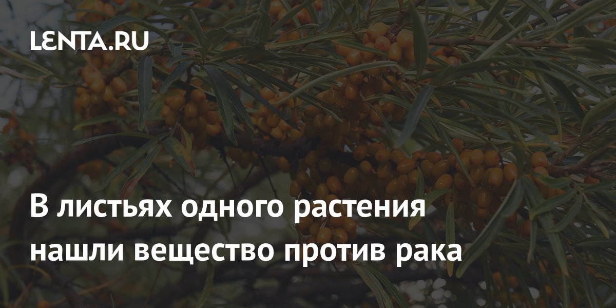 В листьях облепихи найдено вещество, подавляющее раковые клетки
