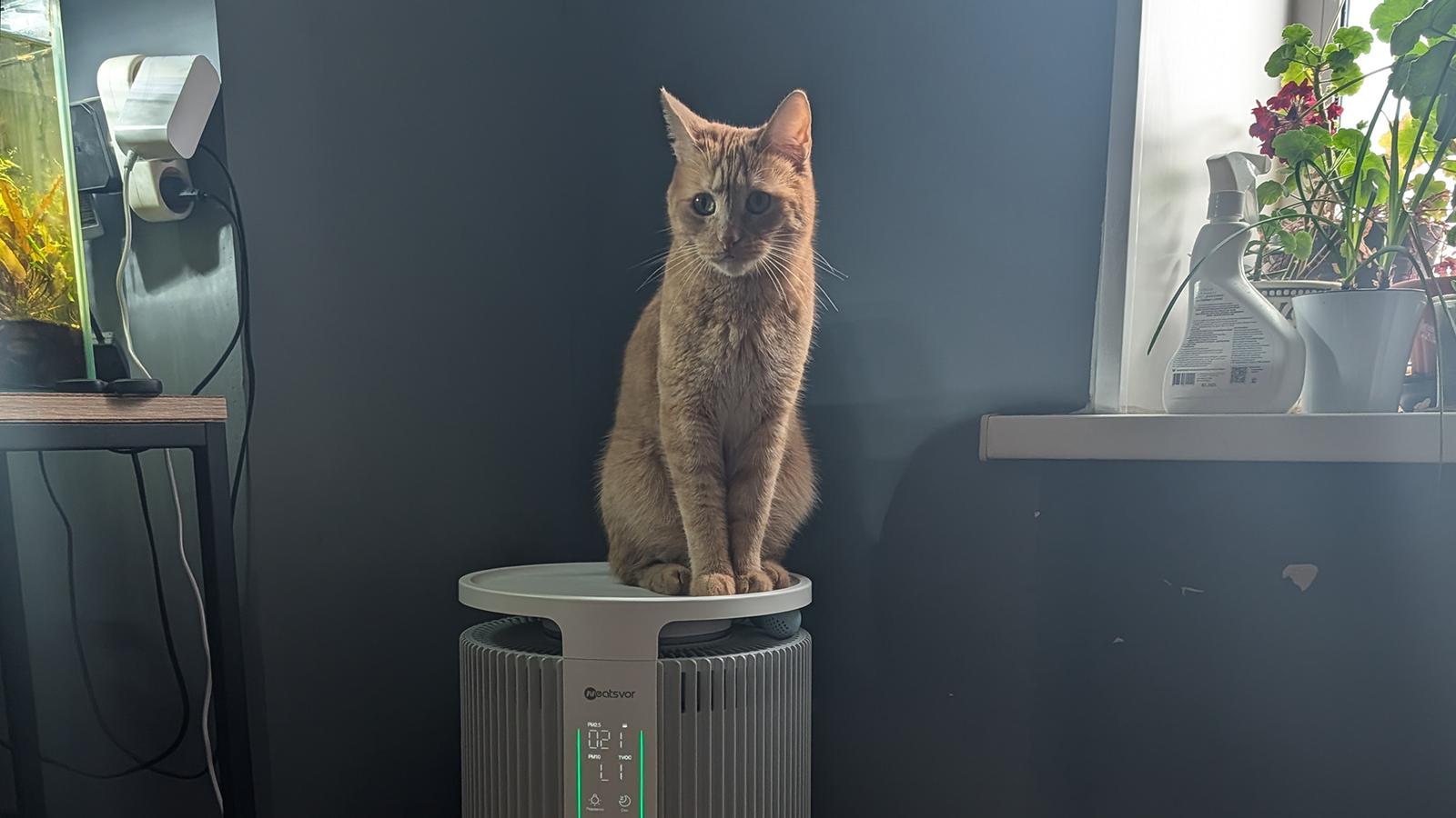 Neatsvor Air 30: очиститель воздуха со встроенной лежанкой для кошек Neatsvor Air 30: очиститель воздуха со встроенной лежанкой для кошек