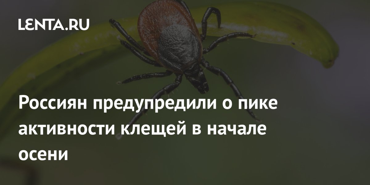 Врач предупредил россиян о второй волне активности клещей осенью Врач предупредил россиян о второй волне активности клещей осенью